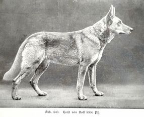 Horst von Boll Horst von Boll