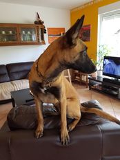 Apache von den Heilstätten Apache von den Heilstätten