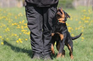 Ipet von den Wichtelhäusern Ipet von den Wichtelhäusern