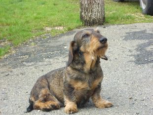 Lobo de la Paranguere Lobo de la Paranguere