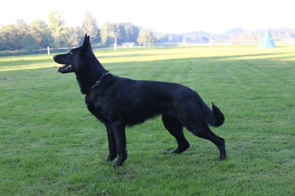 Dora vom Tjackleger Fährweg Dora vom Tjackleger Fährweg