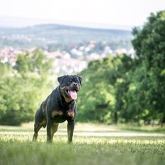 Eros vom Weiltal Eros vom Weiltal