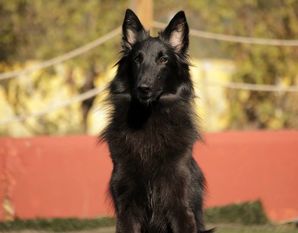 Harmony Clever Canin Harmony Clever Canin