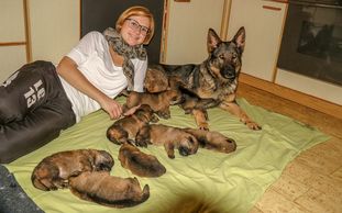 Paji vom Lupus in fabula Paji vom Lupus in fabula