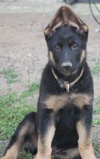 Cooper von der Waldesruh Cooper von der Waldesruh