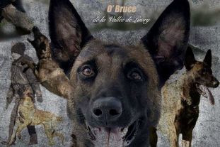 O'Bruce de la Vallée de Luvry O'Bruce de la Vallée de Luvry