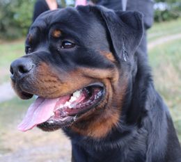 Ares von der Terra Sigillata Ares von der Terra Sigillata