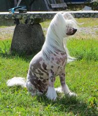 Suanho's Calumet Suanho's Calumet