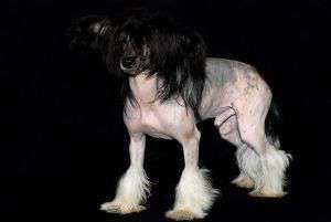 Topaz Magic Dog Of The Kanis Topaz Magic Dog Of The Kanis