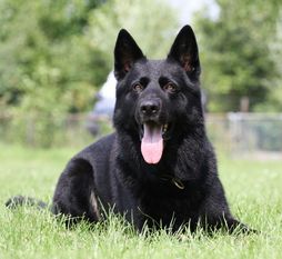 Bandit von Semrowplatz Bandit von Semrowplatz
