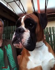 Bastian vom Igneshof Bastian vom Igneshof