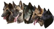 SKBS Schweizermeisterschaft Obedience