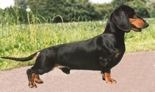 What a Son Watson van de Mibaf's Hoeve What a Son Watson van de Mibaf's Hoeve