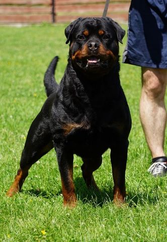 Ubersein rottweilers sales