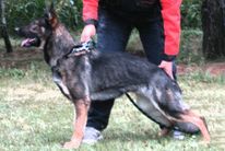 Arma z Duhového lesa