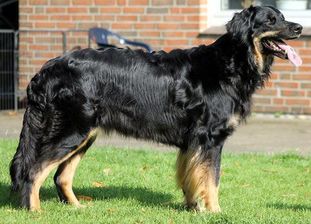 Asaria vom Geester Blick Asaria vom Geester Blick