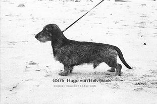 Hugo von Helvesiek Hugo von Helvesiek