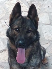 N'Ares de Dog Attitude N'Ares de Dog Attitude