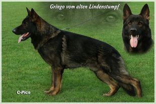 Gringo vom alten Lindenstumpf Gringo vom alten Lindenstumpf
