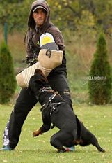Sirius Gero Dogs Sirius Gero Dogs