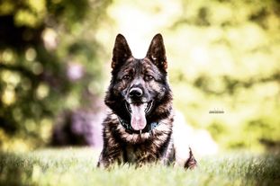 Wolfherzens Adalberht Wolfherzens Adalberht