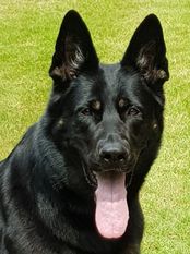 Maruscha von der Hundshardt Maruscha von der Hundshardt