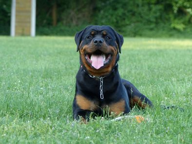 Bailey von der Terra Sigillata