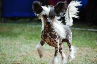 Poulot's Dream On For Lavandula Poulot's Dream On For Lavandula