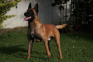Piero les Bétulacées Piero les Bétulacées