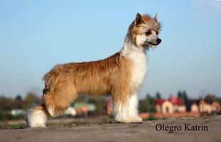 Olegro Katrin Delta Olegro Katrin Delta