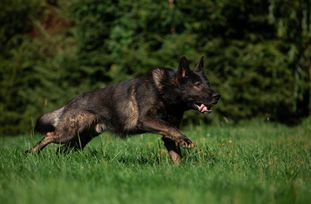 Zador fom Grunen Stadt Zador fom Grunen Stadt
