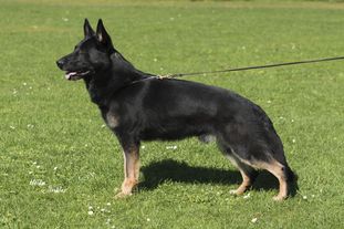 Hasco von den Wölfen Hasco von den Wölfen