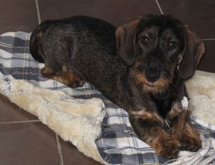 Panja von Rauhenstein Panja von Rauhenstein
