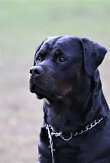 Jasper vom Schwarzen Milan Jasper vom Schwarzen Milan