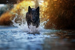 Hollandse Herder vom Holops Apace Arik Hollandse Herder vom Holops Apace Arik