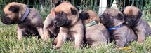 Camada Dalton Red x Chuckie de Jelova