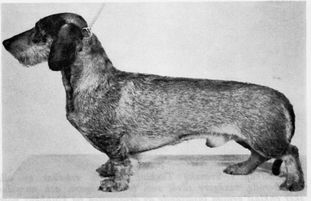 Jaktsportens Pucko II Jaktsportens Pucko II