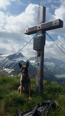 working-dog Derrec working-dog Derrec