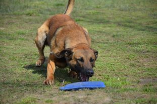Fido of Braveheart Oradinum Fido of Braveheart Oradinum