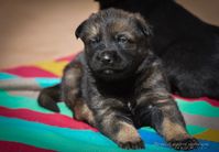 21 days old