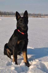 Crazy Moravia Kerberos Crazy Moravia Kerberos