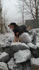 Benny (Dornseiff) Benny (Dornseiff)