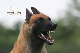 working-dog Esh working-dog Esh