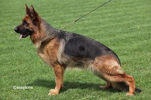 Aisha vom Aphrodite Kennel Aisha vom Aphrodite Kennel