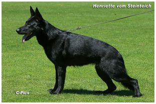 Henriette vom Steinteich Henriette vom Steinteich