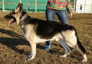 Rayt RKF R2394153 (Bednyakov) Rayt RKF R2394153 (Bednyakov)