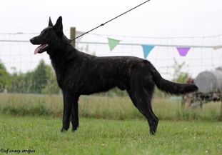 Black Bountys Aric Forest Black Bountys Aric Forest