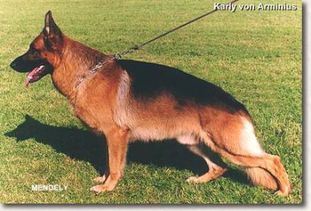 Karly von Arminius Karly von Arminius