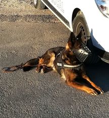 Huma de Sport-Dog Huma de Sport-Dog