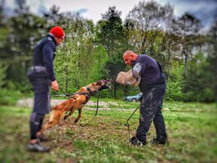 Enzo Dorus Canis Enzo Dorus Canis